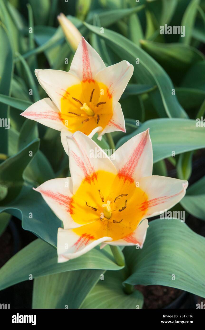 Paire de tulipa entièrement ouverte Québec UN type unique de tulipe rouge pâle et jaune butterbutterbup appartenant au groupe Greigii de tulipes Division 14 Banque D'Images