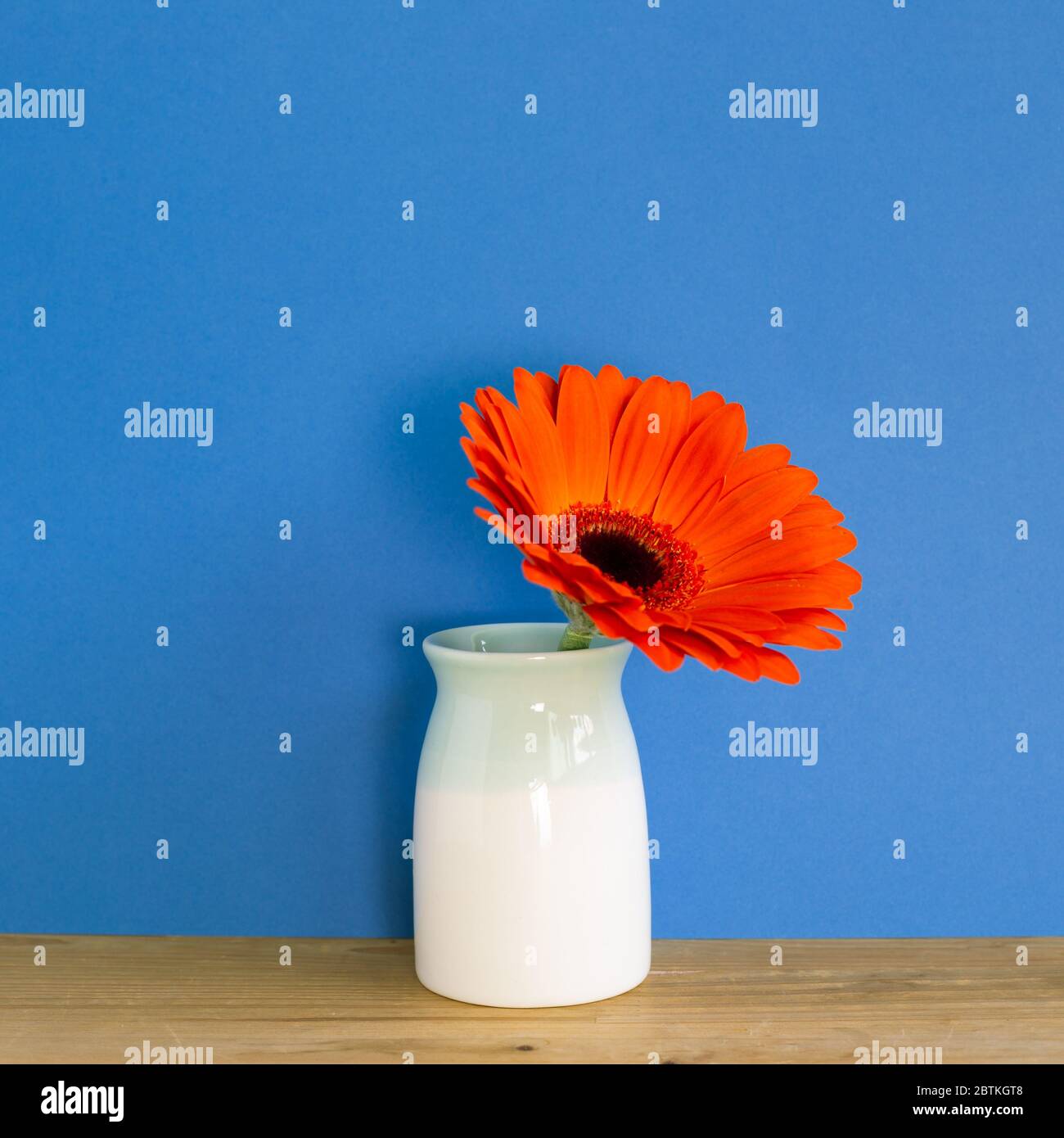 Fleur de gerbera orange dans un vase sur une table en bois avec fond bleu. Agencement des fleurs, espace de copie Banque D'Images