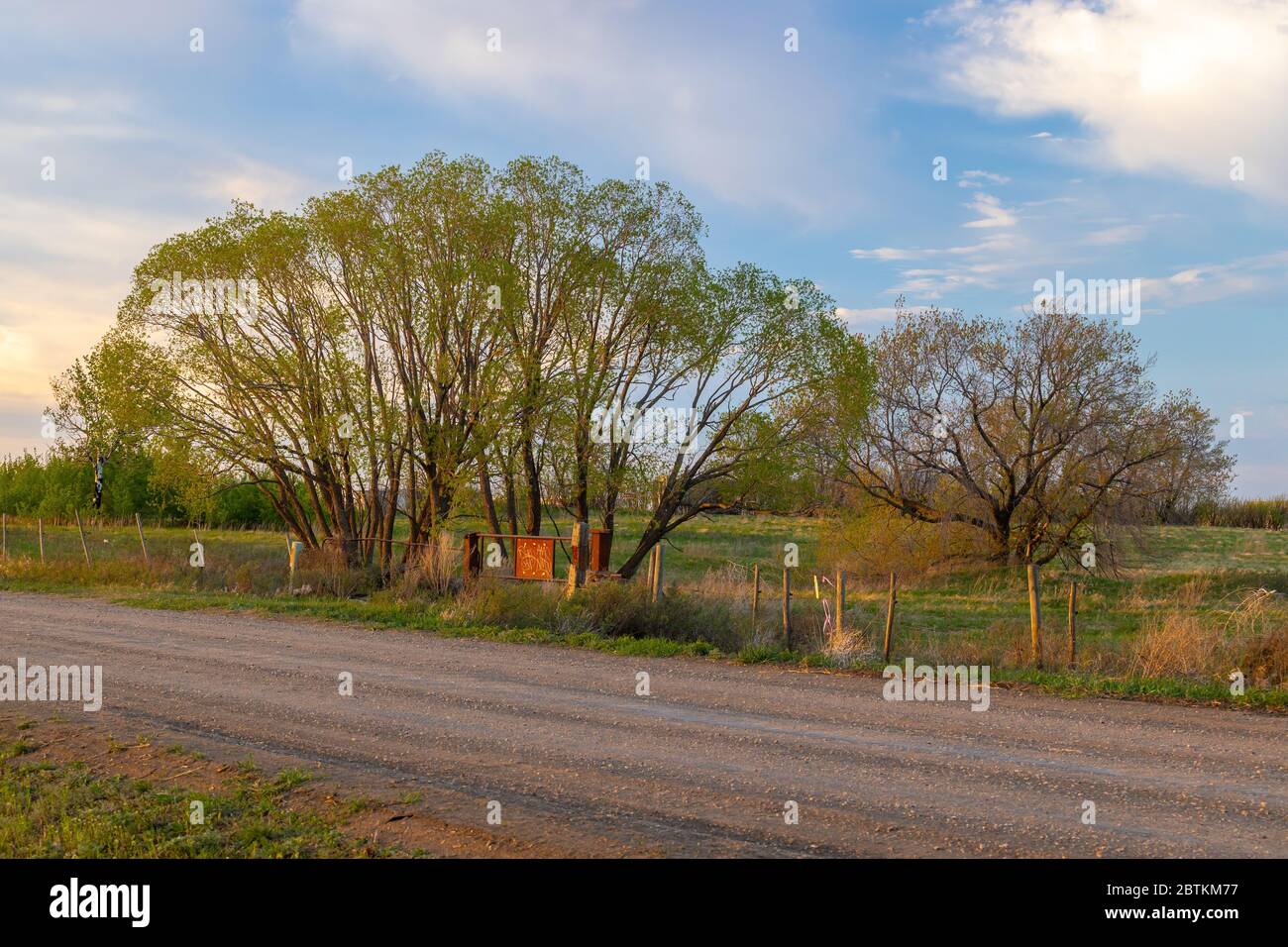 Arbres en petit groupe, près de la périphérie de la ville de Saskatoon, en Saskatchewan, au Canada, durant l'heure d'or du soir Banque D'Images