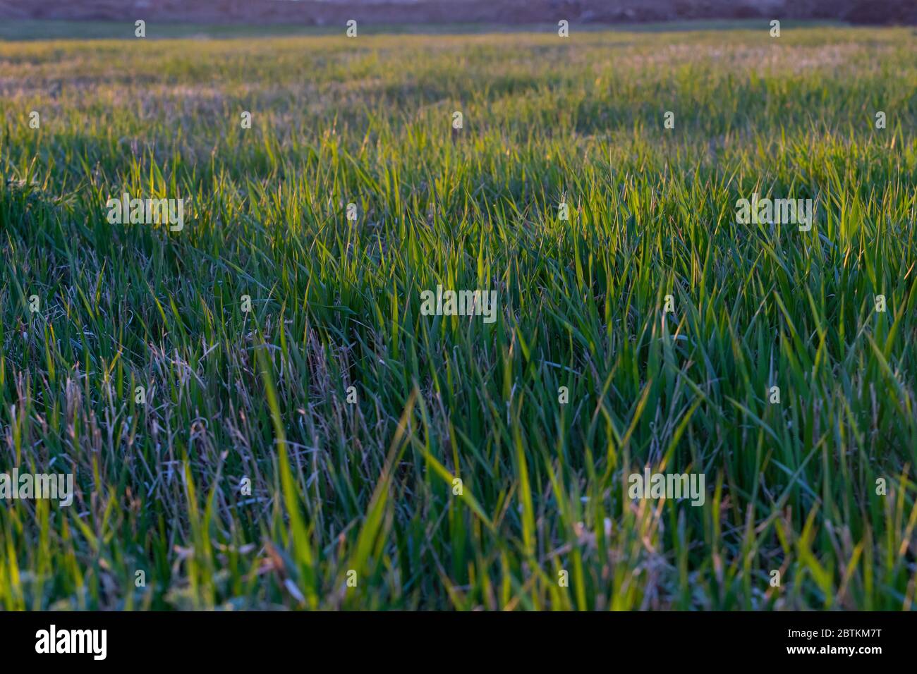 Champ d'herbe sauvage qui grandit à la fin du printemps. La photo a été prise à l'heure d'or avec la lumière qui jette une lueur sur l'herbe créant des ombres Banque D'Images