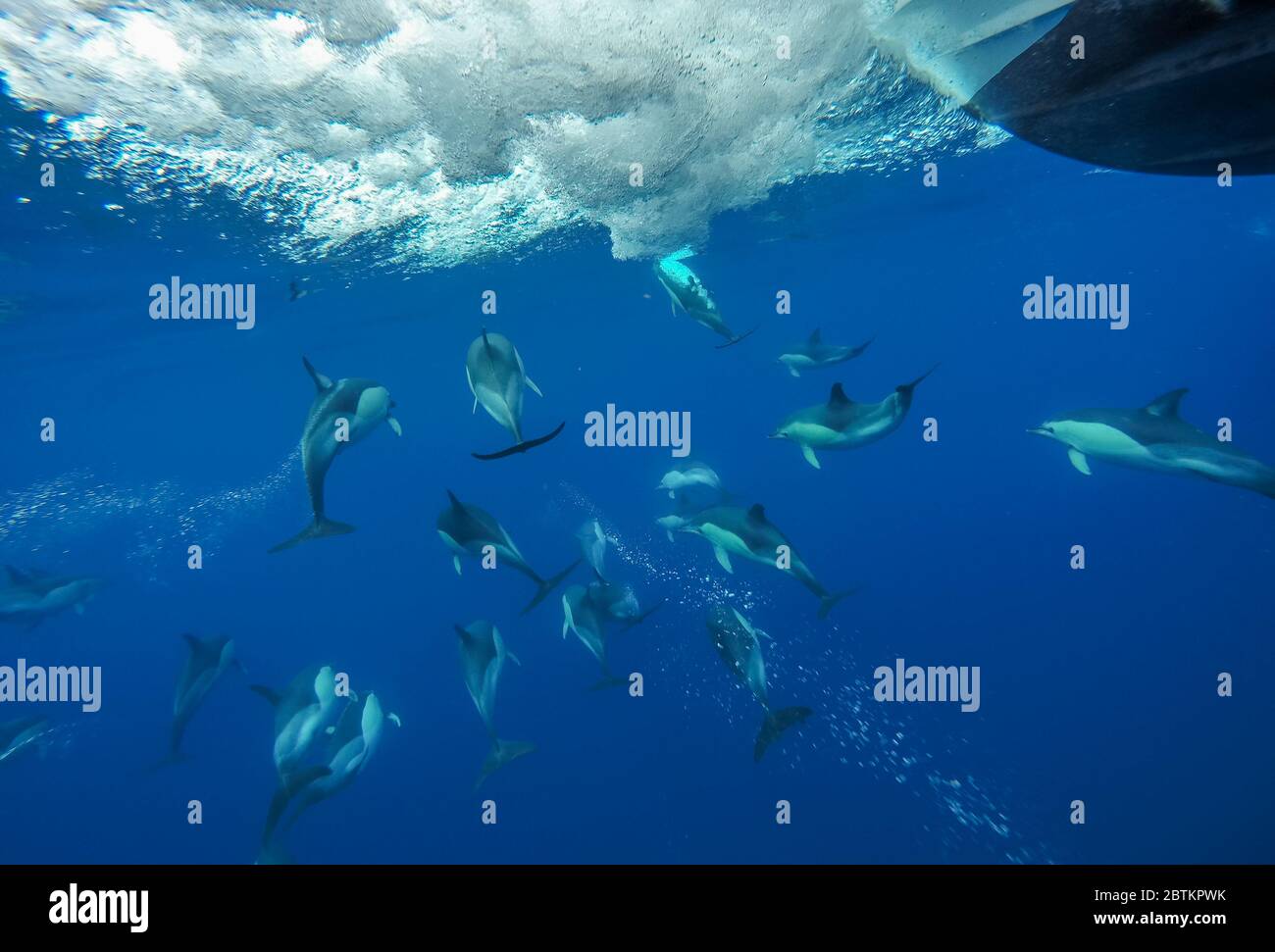 Dauphins communs de l'océan Atlantique. Banque D'Images