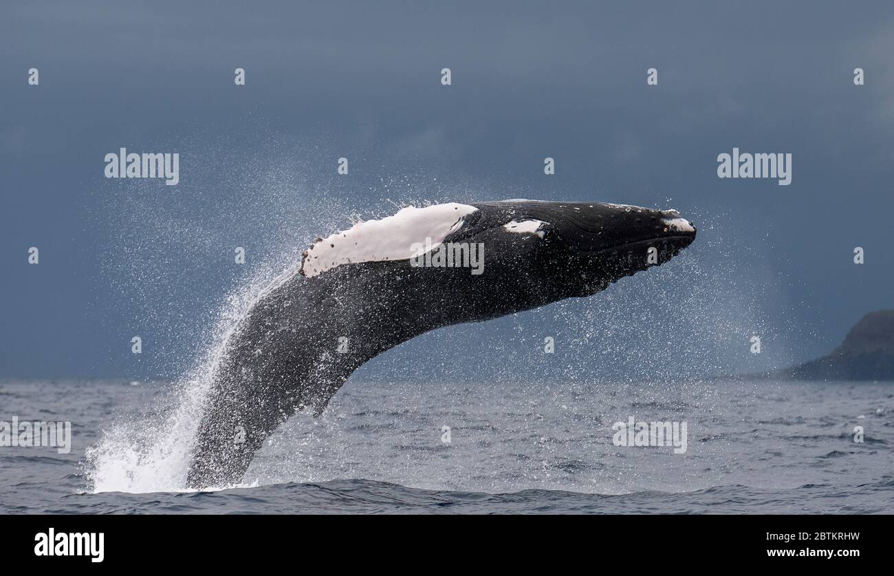 Brèche de baleine à bosse, océan Atlantique, Açores. Banque D'Images