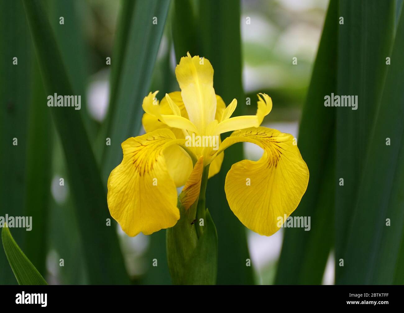 Belle fleur d'iris jaune qui fleurit au printemps Banque D'Images