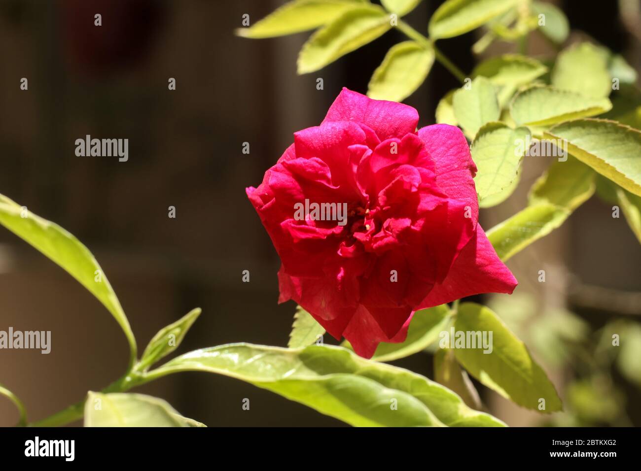 Fleurs de rose dans le jardin de la maison Banque D'Images