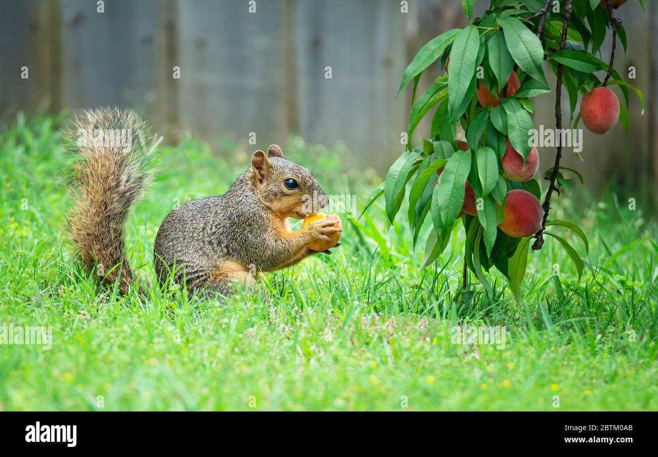 Écureuil faim (Sciurus niger) manger des fruits de pêche sous l'arbre dans le jardin Banque D'Images