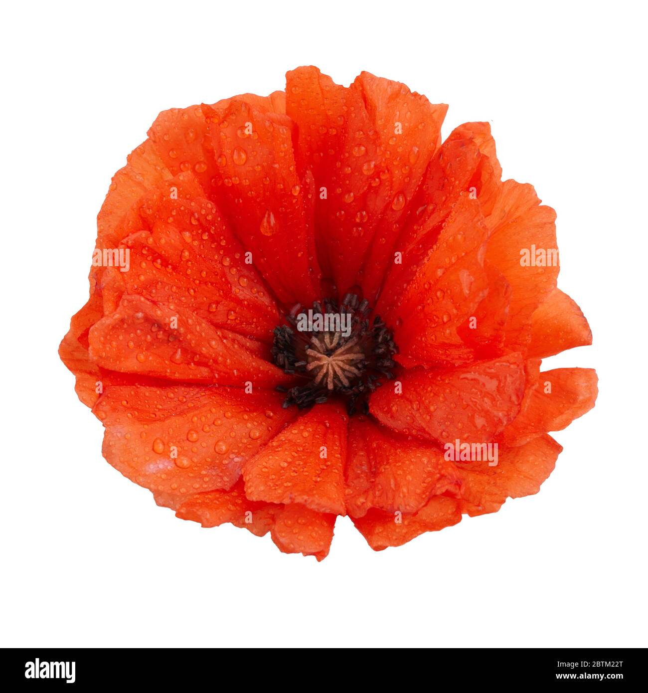 Coquelicot isolé sur fond blanc. Fleur sauvage de printemps. Banque D'Images