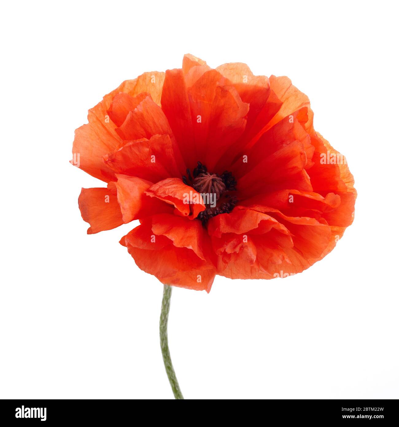 Coquelicot isolé sur fond blanc. Fleur sauvage de printemps. Banque D'Images