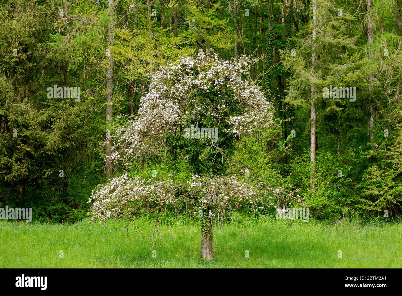 Pommier en fleurs devant une forêt, la partie centrale de l'arbre est morte en raison de la croissance de l'ivie sur les branches Banque D'Images