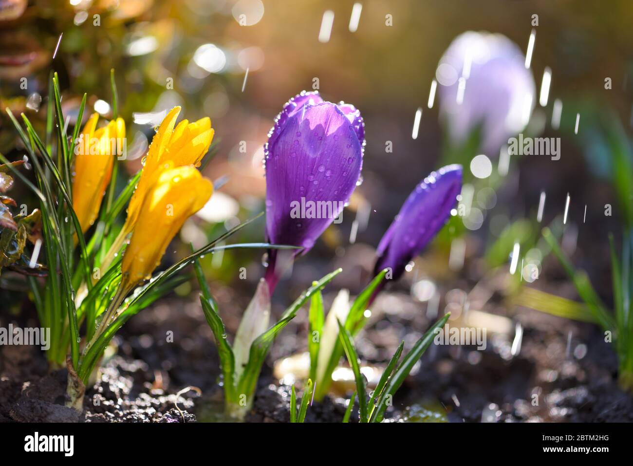 Crocus en fleurs avec la pluie au soleil (Crocus vernus, crocus de printemps). Banque D'Images