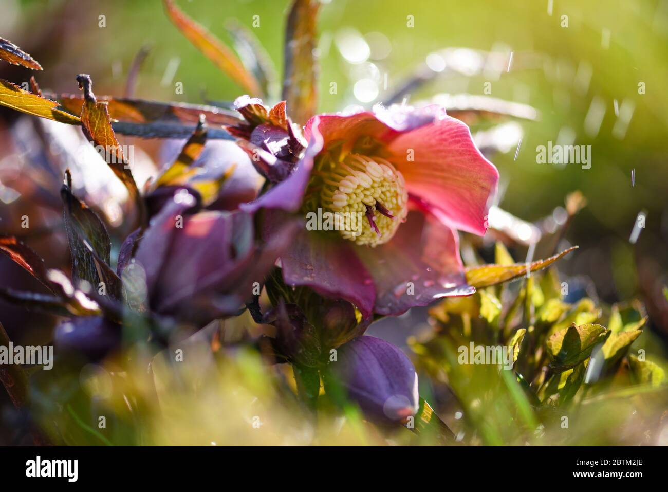 Magnifique Helleborus rose avec des gouttes de rosée, fleurs printanières dans le jardin Banque D'Images