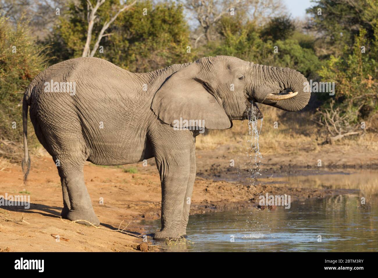 Un gros taureau adulte eau potable d'éléphant dans le parc Kruger en Afrique du Sud Banque D'Images