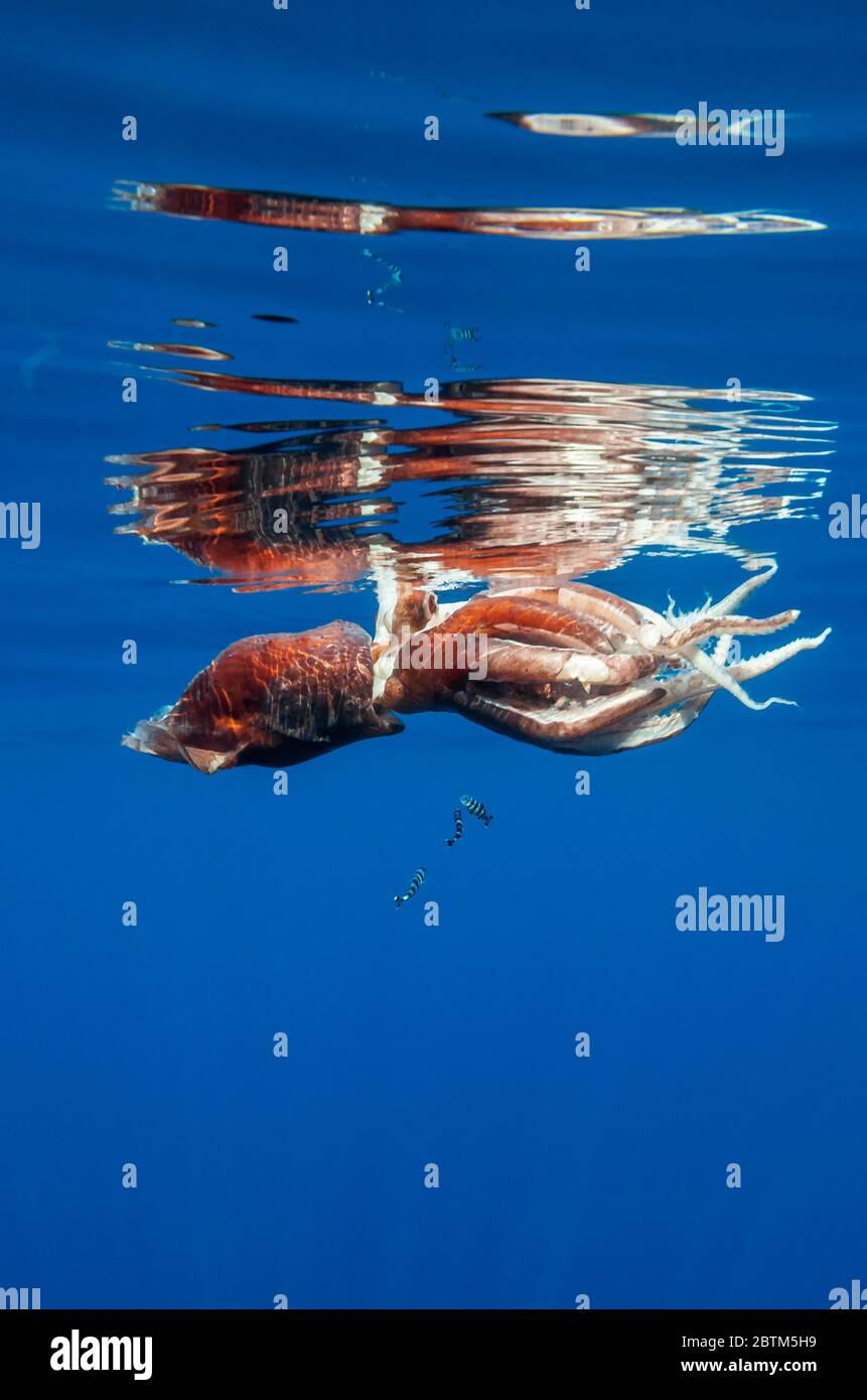 Calmar géant blessé près de la surface, presque mort, avec des poissons pilotes l'utilisant pour refuge, mer Ligurienne, Italie. Banque D'Images