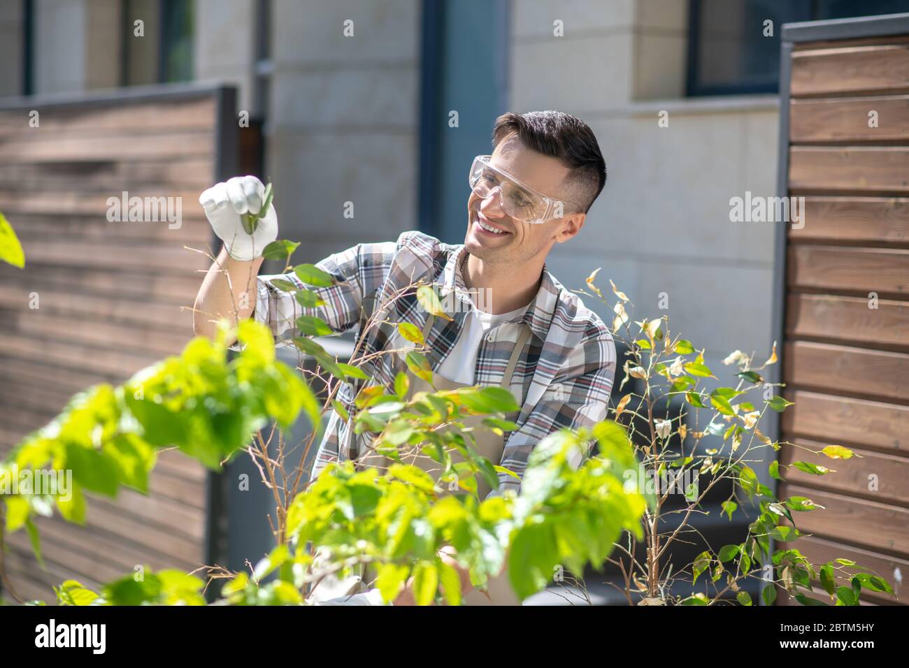 Joyeux homme aux cheveux foncés dans des lunettes et des gants de protection touchant les feuilles de ficus dans la cour, souriant Banque D'Images