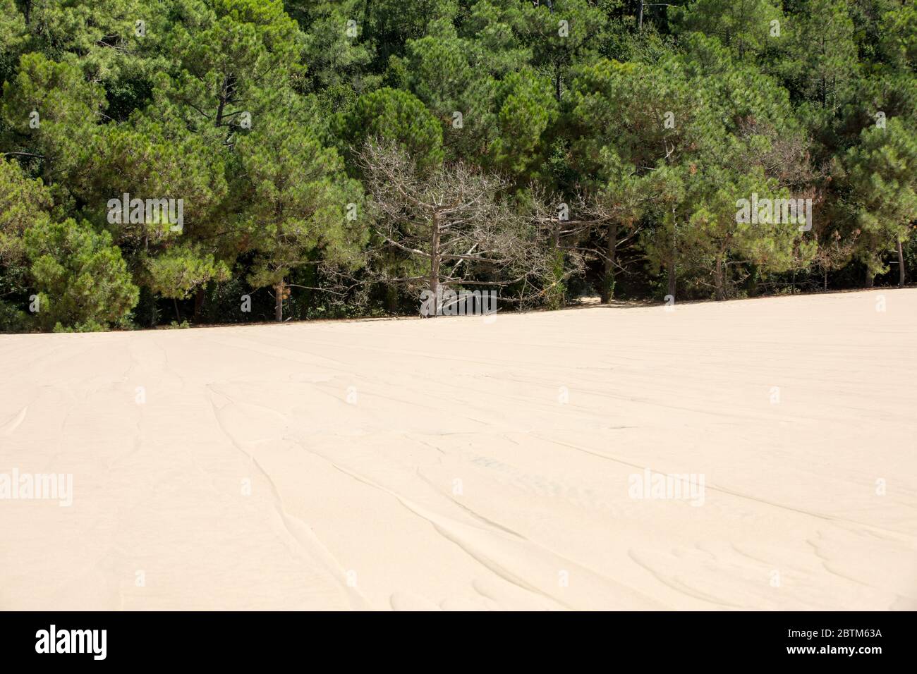 L'érosion des arbres sur le bord de la Dune du Pilat, la plus haute dune de sable en Europe. La Teste-de-Buch, Arcachon, Aquitaine, France Banque D'Images