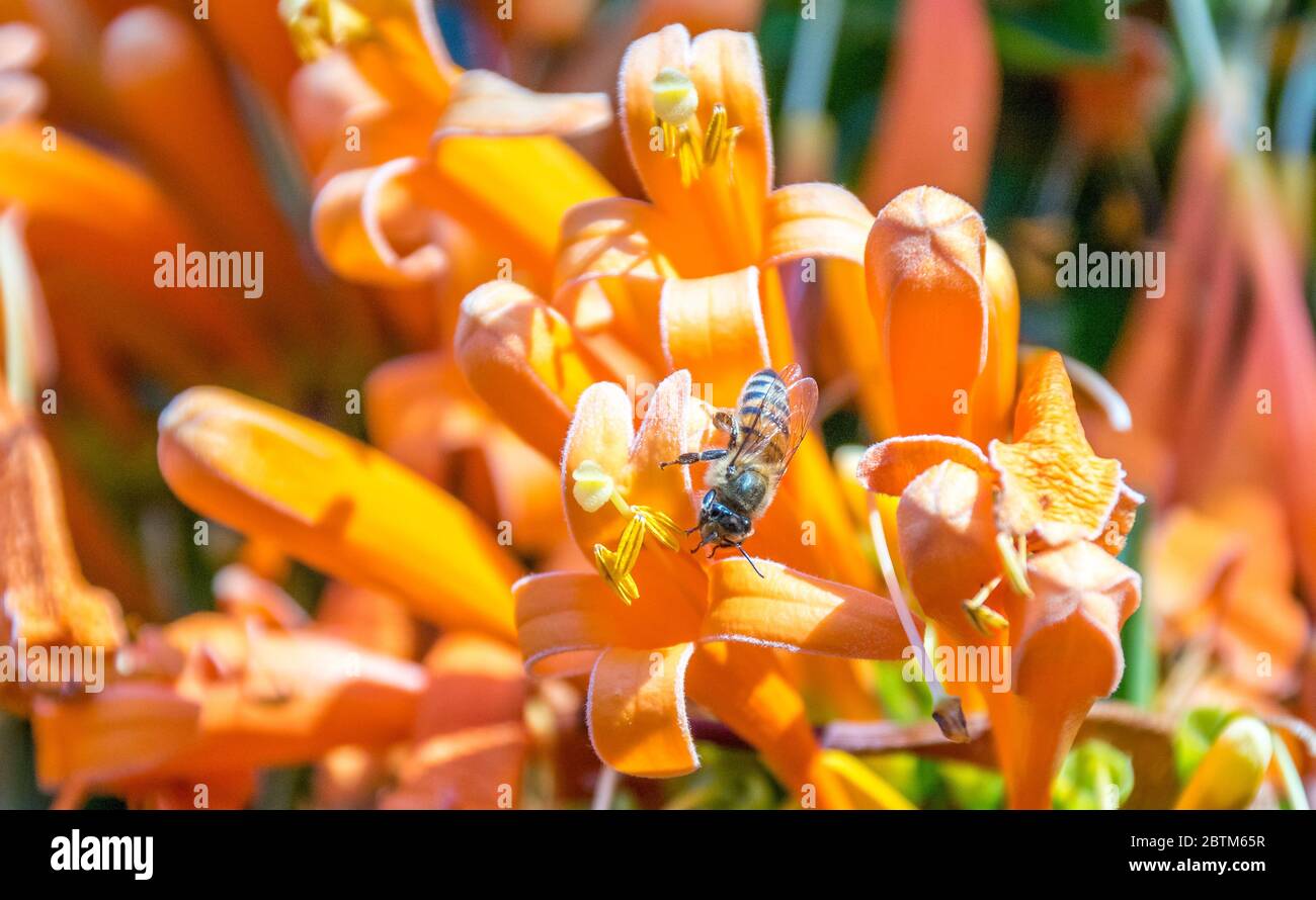 Abeille africaine isolée dans une mer de fleurs d'orange en plein air Banque D'Images