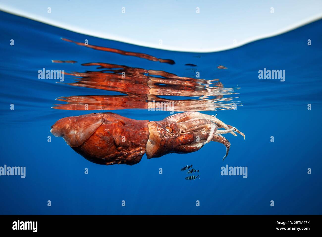 Calmar géant blessé près de la surface, presque mort, avec des poissons pilotes l'utilisant pour refuge, mer Ligurienne, Italie. Banque D'Images