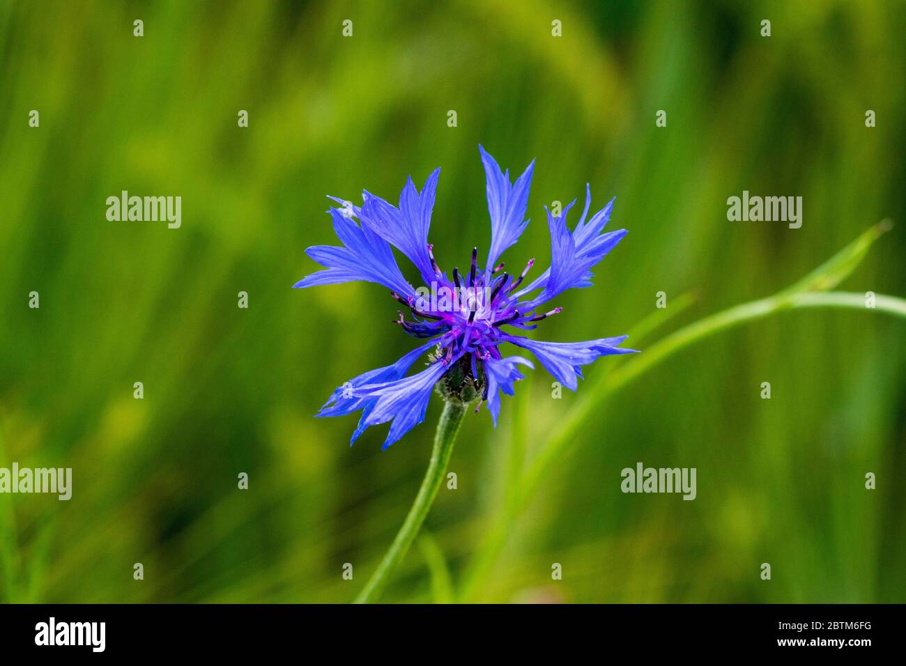 Centaurea cyanus, communément connu sous le nom de bleuet bouton ou un baccalauréat Banque D'Images