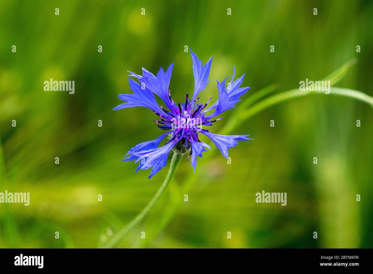 Centaurea cyanus, communément connu sous le nom de bleuet bouton ou un baccalauréat Banque D'Images