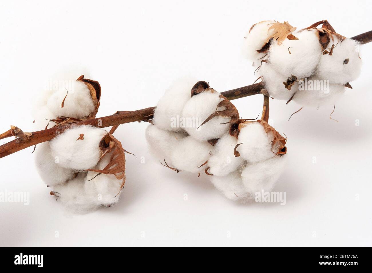 Branche de coton avec fleurs sur fond blanc. Gros plan Banque D'Images