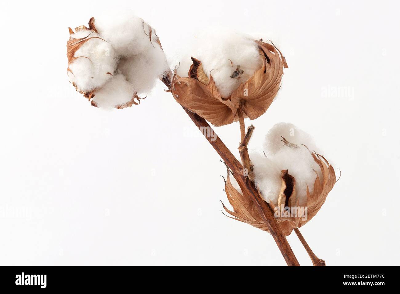 Bouillies de fleurs de coton sur fond blanc. Gros plan Banque D'Images