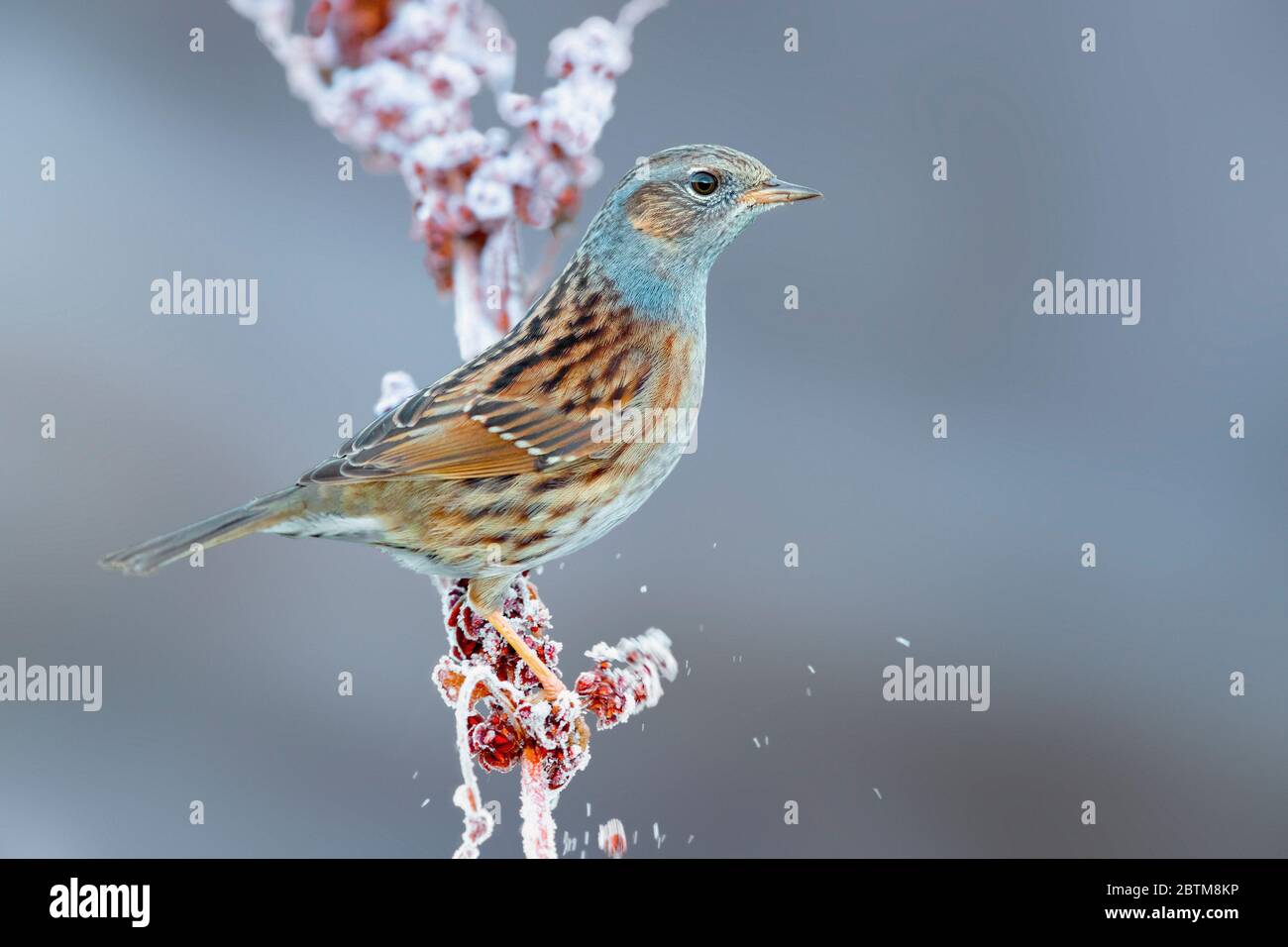 Dunnock (Prunella modularis), adulte perché sur une tige recouverte de gel, Campanie, Italie Banque D'Images