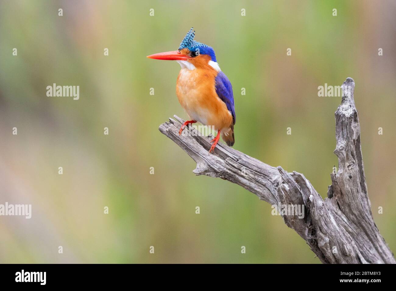 Malachite Kingfisher (Corythornis cristatus), adulte avec tuft érigé perché sur une ancienne branche, Mpumalanga, Afrique du Sud Banque D'Images