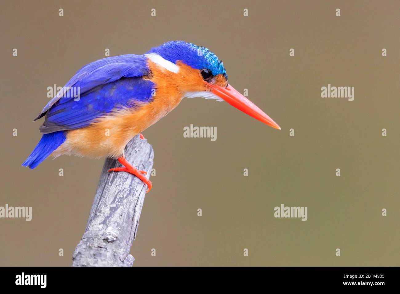 Malachite Kingfisher (Corythornis cristatus), vue latérale d'un adulte à l'affût de la proie, Mpumalanga, Afrique du Sud Banque D'Images