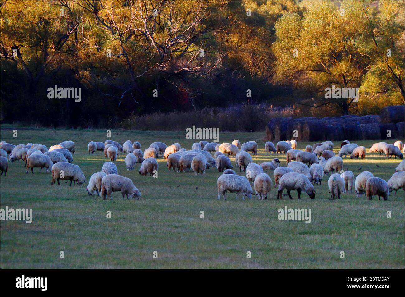 Moutons dans le pays de Mures, région de Transylvanie par Carpates montagnes, Roumanie, Europe Banque D'Images