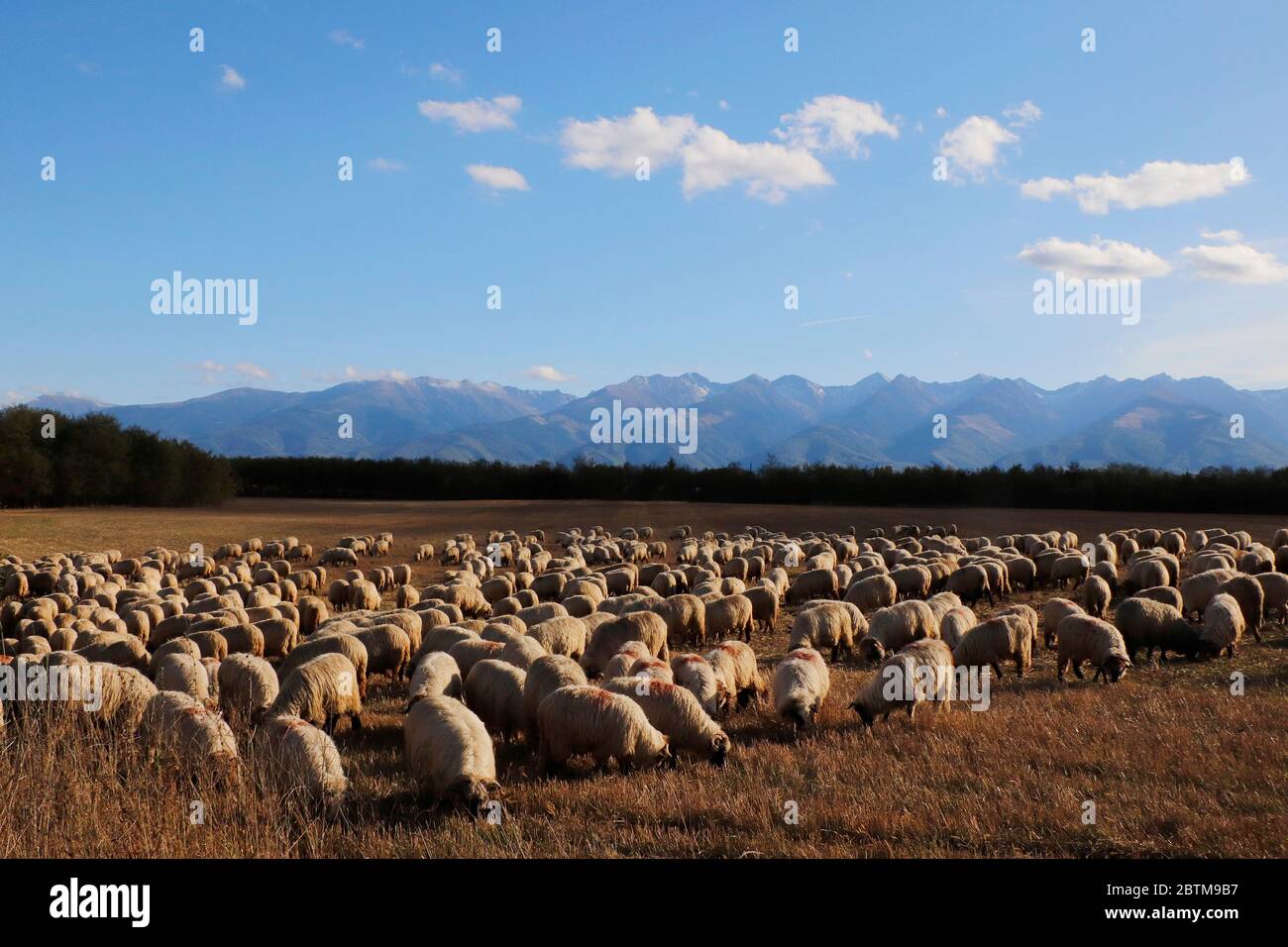 Moutons dans le pays de Mures, la région de Transylvanie et les montagnes Carpates, Roumanie, Europe Banque D'Images