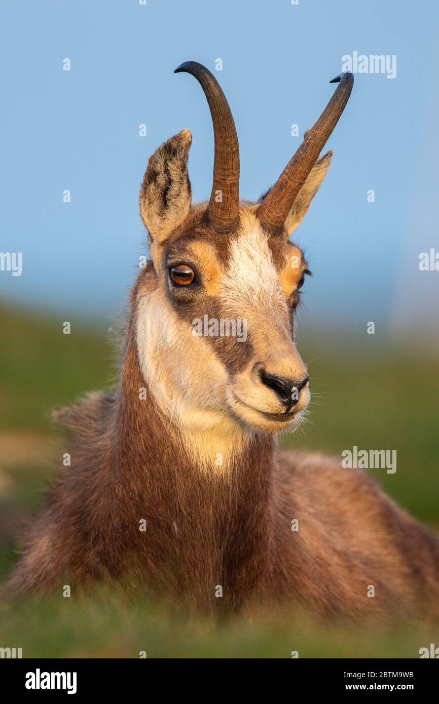 Portrait De Chamois Dans La Lumiere Douce Du Coucher Du Soleil Rupicapra Rupicapra Slovaquie Photo Stock Alamy