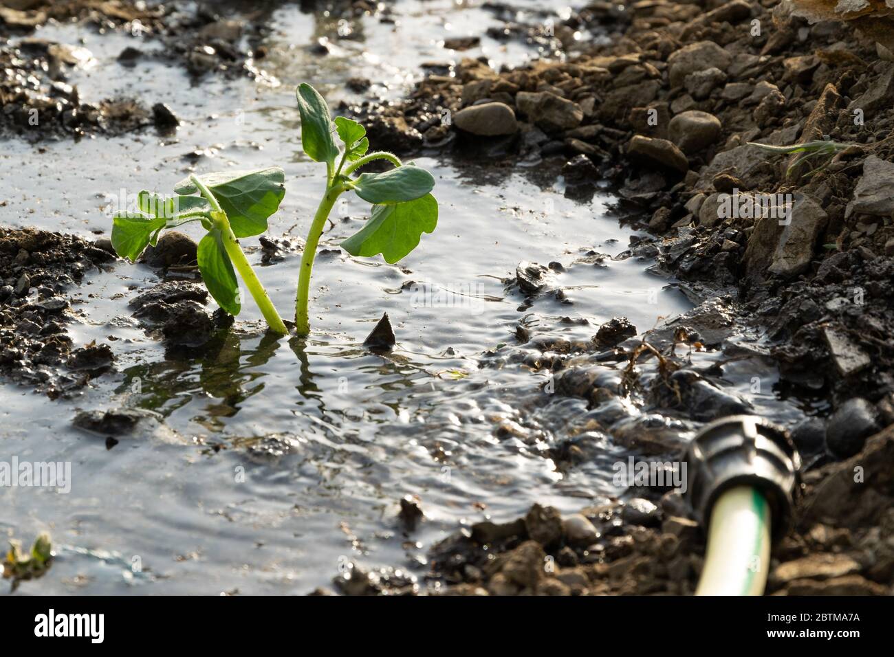 Arrosage des semis de pastèque. Agriculture, concept agricole, production biologique à domicile Banque D'Images