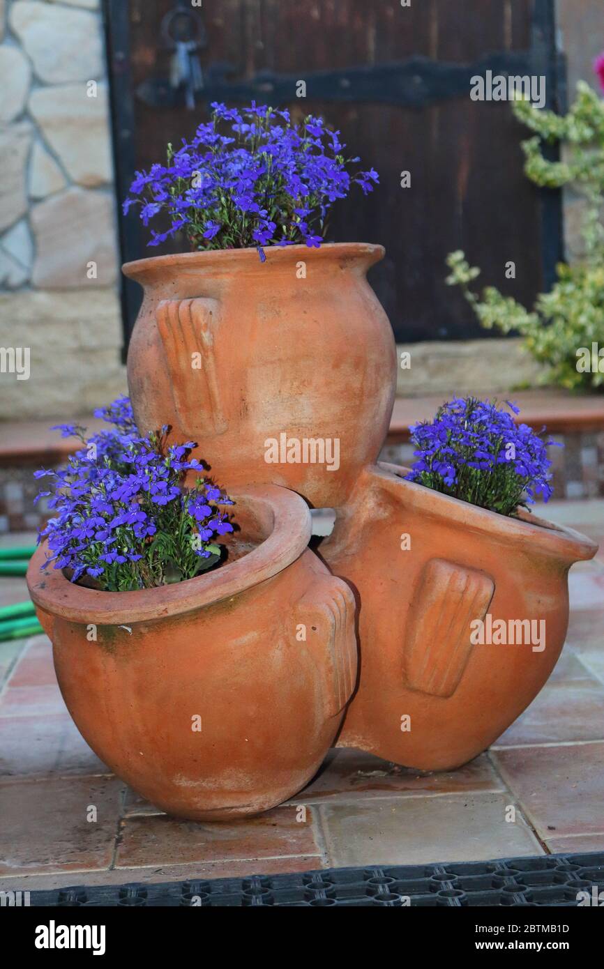 Lobélie bleue en fleur dans des vases en céramique (lat.Lobelia) Banque D'Images