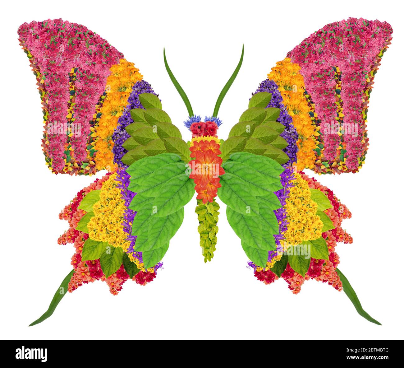Le papillon Kaiser-i-Hind doré est considéré comme une espèce en voie de disparition et est très menacé par le commerce de la faune, bien qu'il soit protégé par les Chinois Banque D'Images
