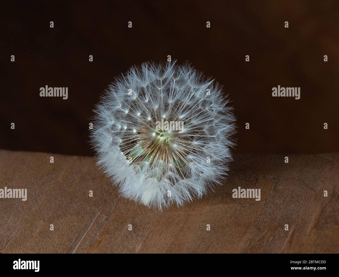 Pissenlit Flower Weed gros plan Photographie dans Studio de photographie Portrait Essex Angleterre Banque D'Images