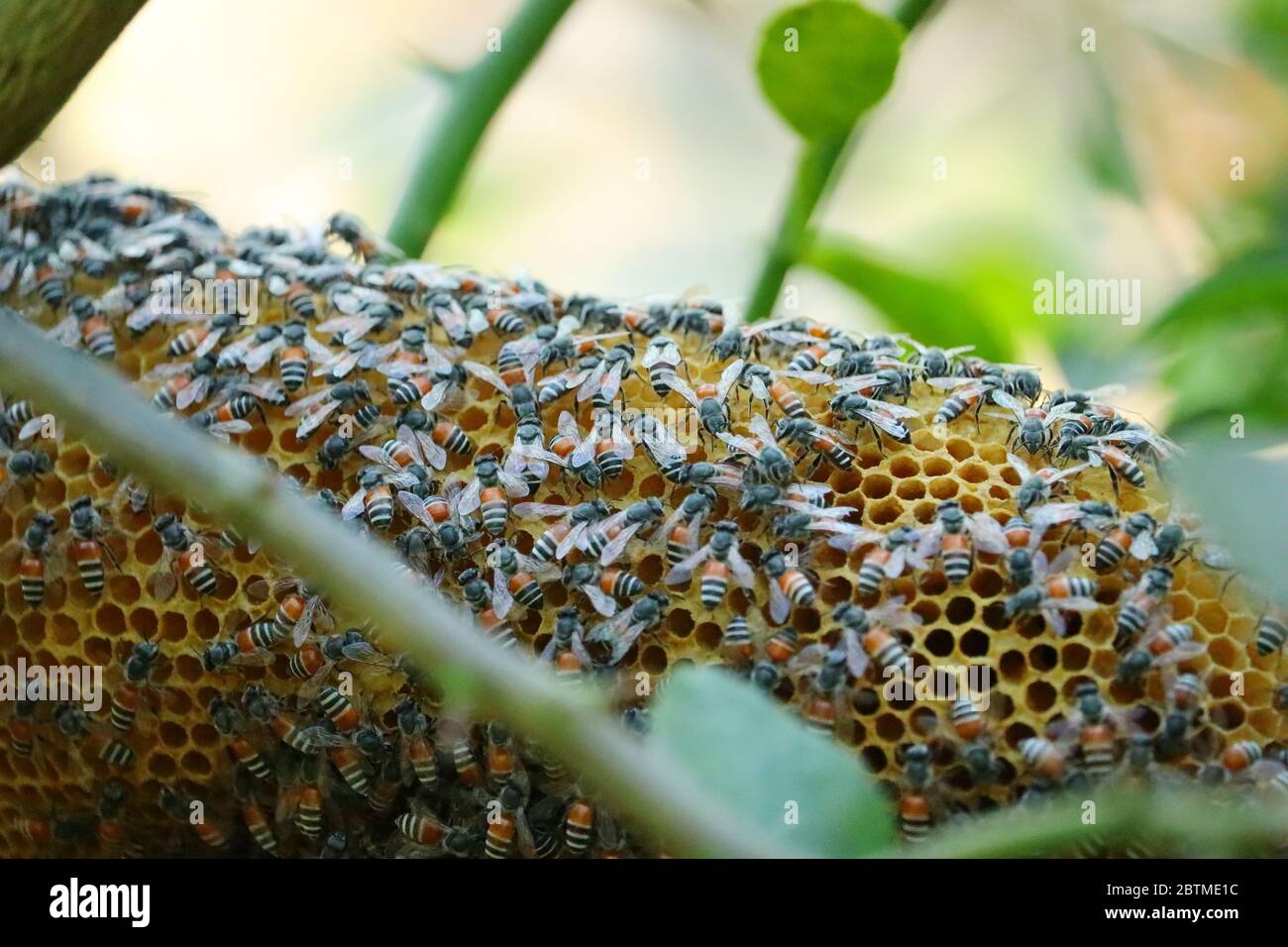 gros plan de ruche avec abeille sur l'arbre Banque D'Images