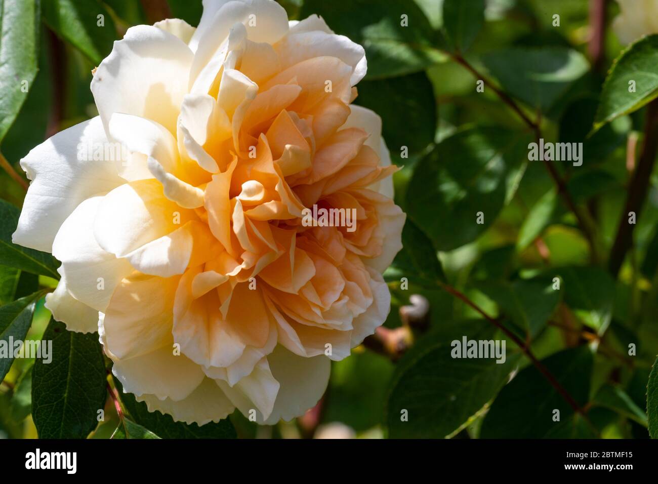 Rosa Champagne moment ou « Korvanaber ». Le centre de l'abricot rougeux qui s'estompe avec l'âge. Jardin du cottage Rose. Banque D'Images