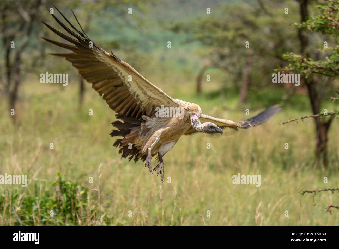 La vautour africaine à dos blanc étend ses ailes sur la terre Banque D'Images