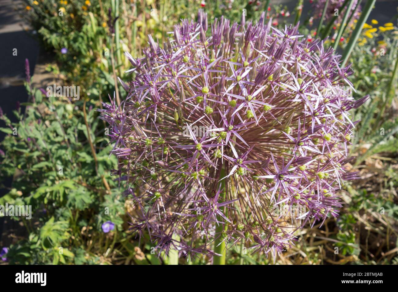 Gros plan d'un Allium Christophii violet (étoile de la Perse) Banque D'Images