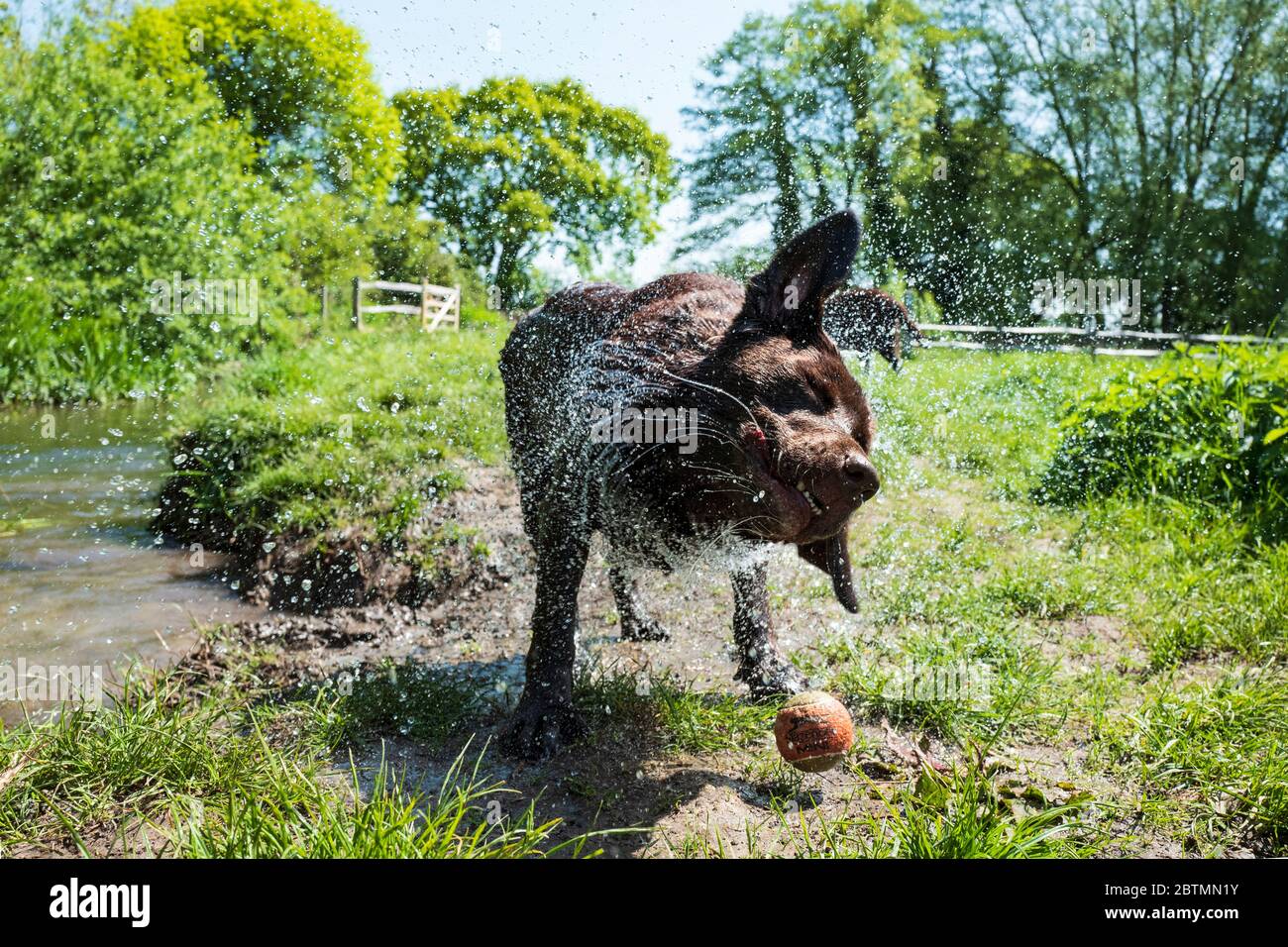 Le Labrador au chocolat avec le ballon secoue l'eau de son manteau Banque D'Images