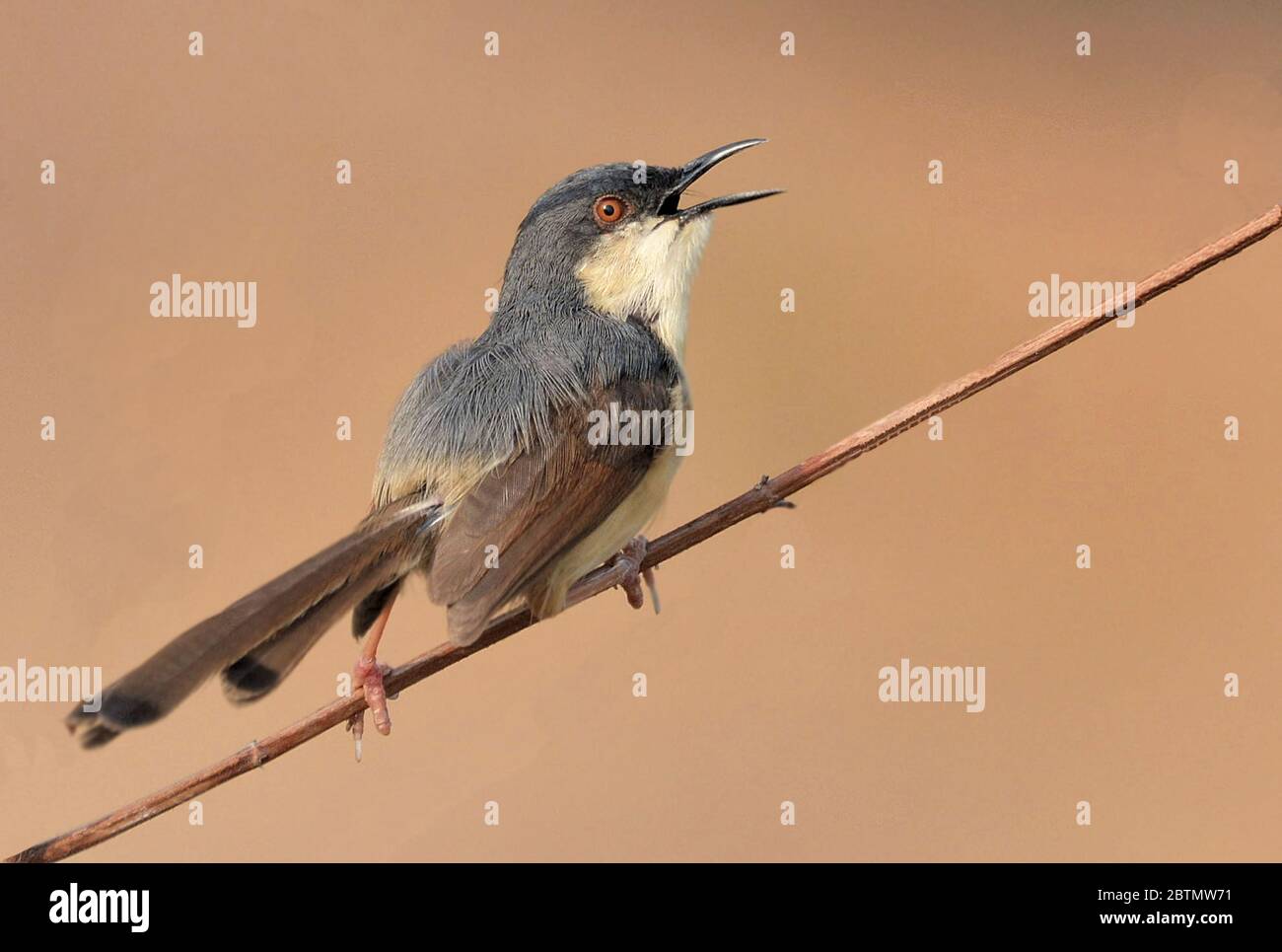 Le prinia ordinaire, également connu sous le nom de wren-warbler ou wren-warbler à brun blanc, est un petit wrler cistisolid trouvé en Asie du Sud-est. Banque D'Images