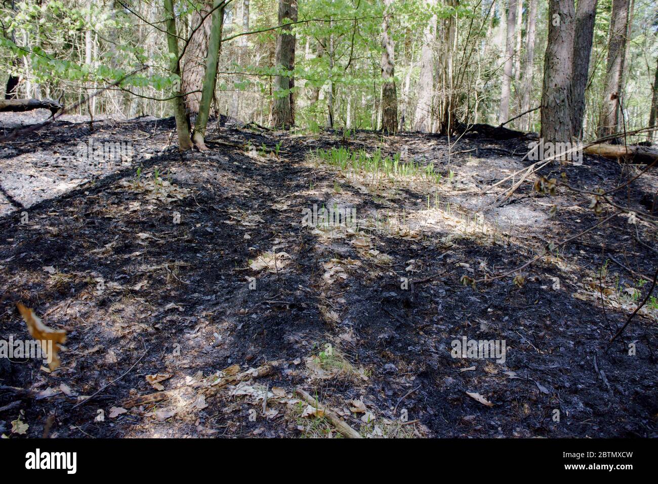 feu de forêt, arbres scorés, troncs d'arbres brûlés Banque D'Images