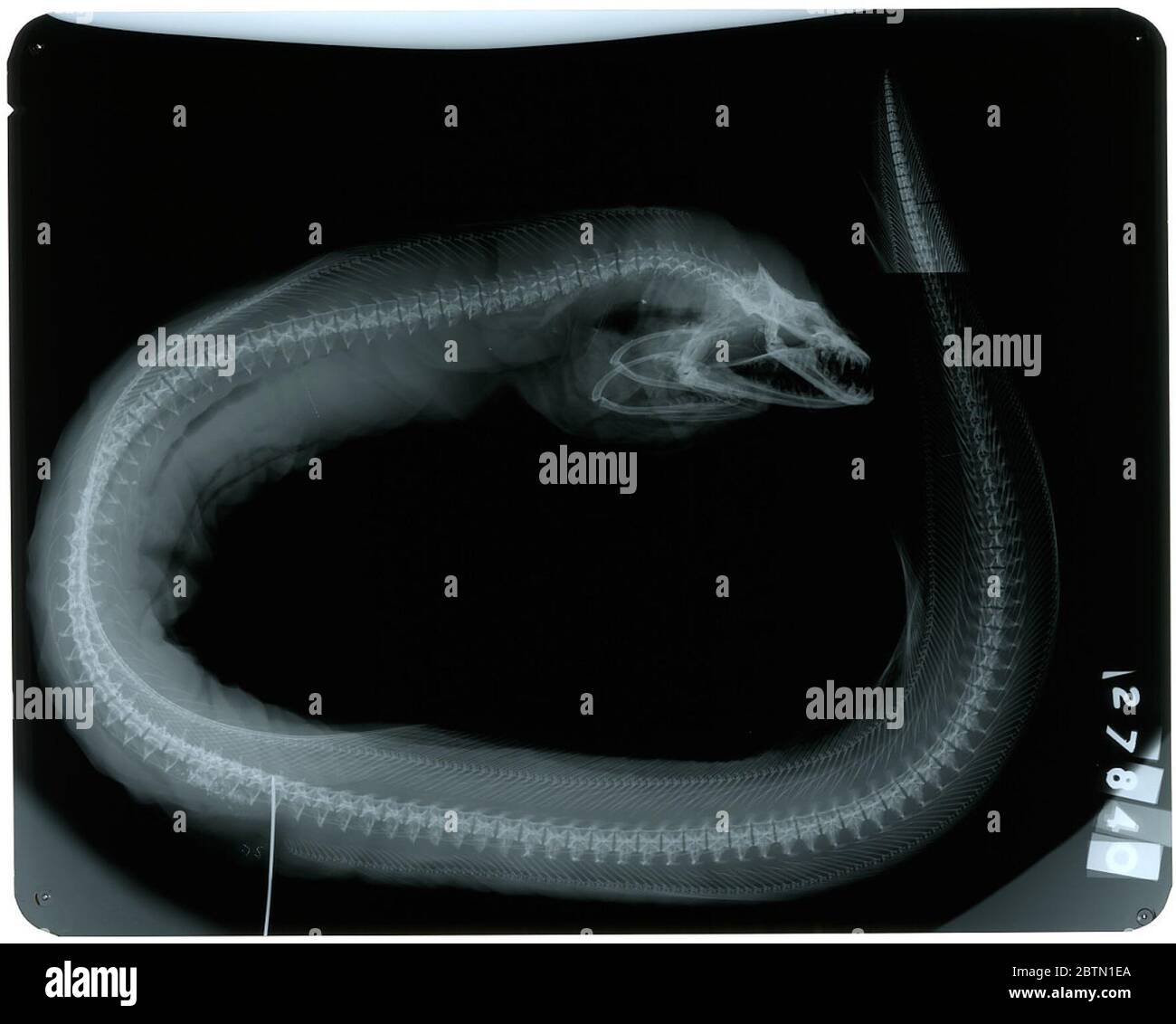 Muraena albigutta Hildebrand. La radiographie est de type.26 oct 20181 Banque D'Images