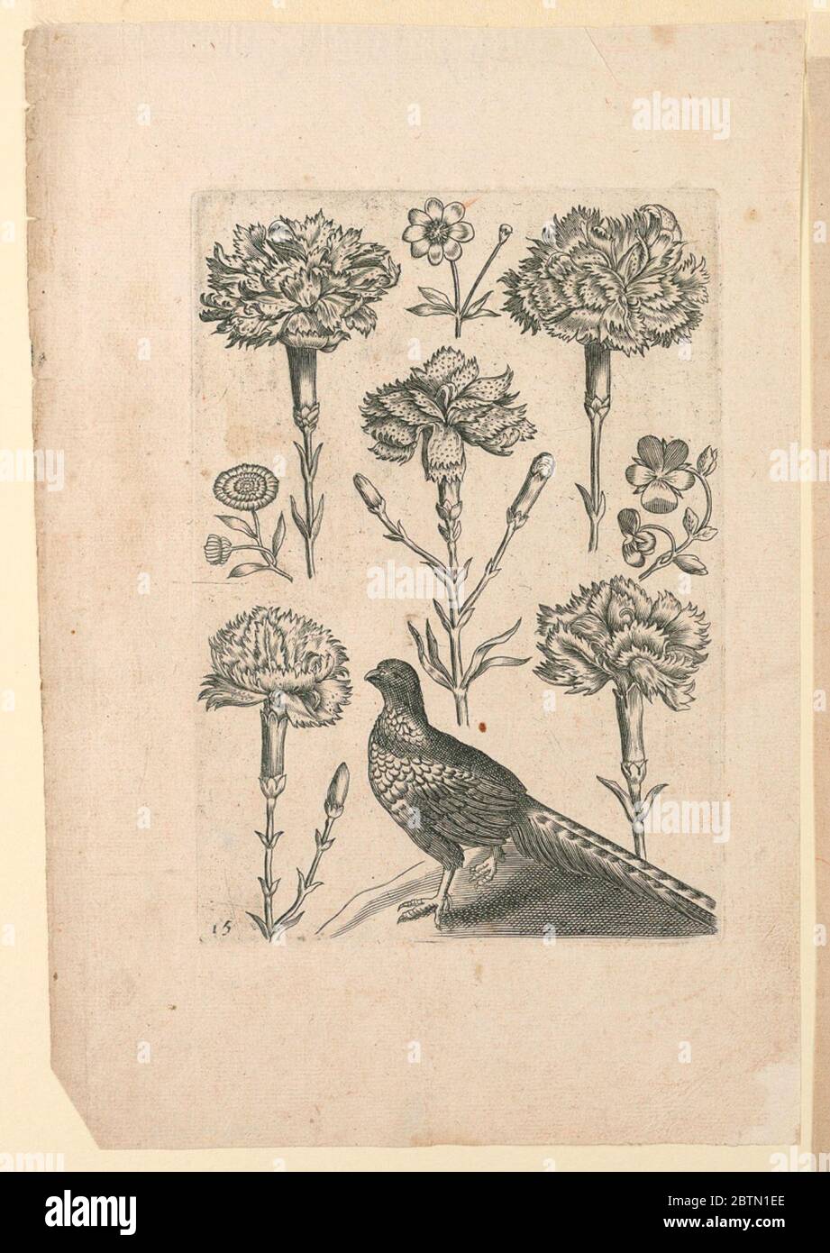 Fleurs avec assiette d'oiseau 15. Recherche en fleurs de ProgressFlowers avec oiseau, planche 15. Banque D'Images