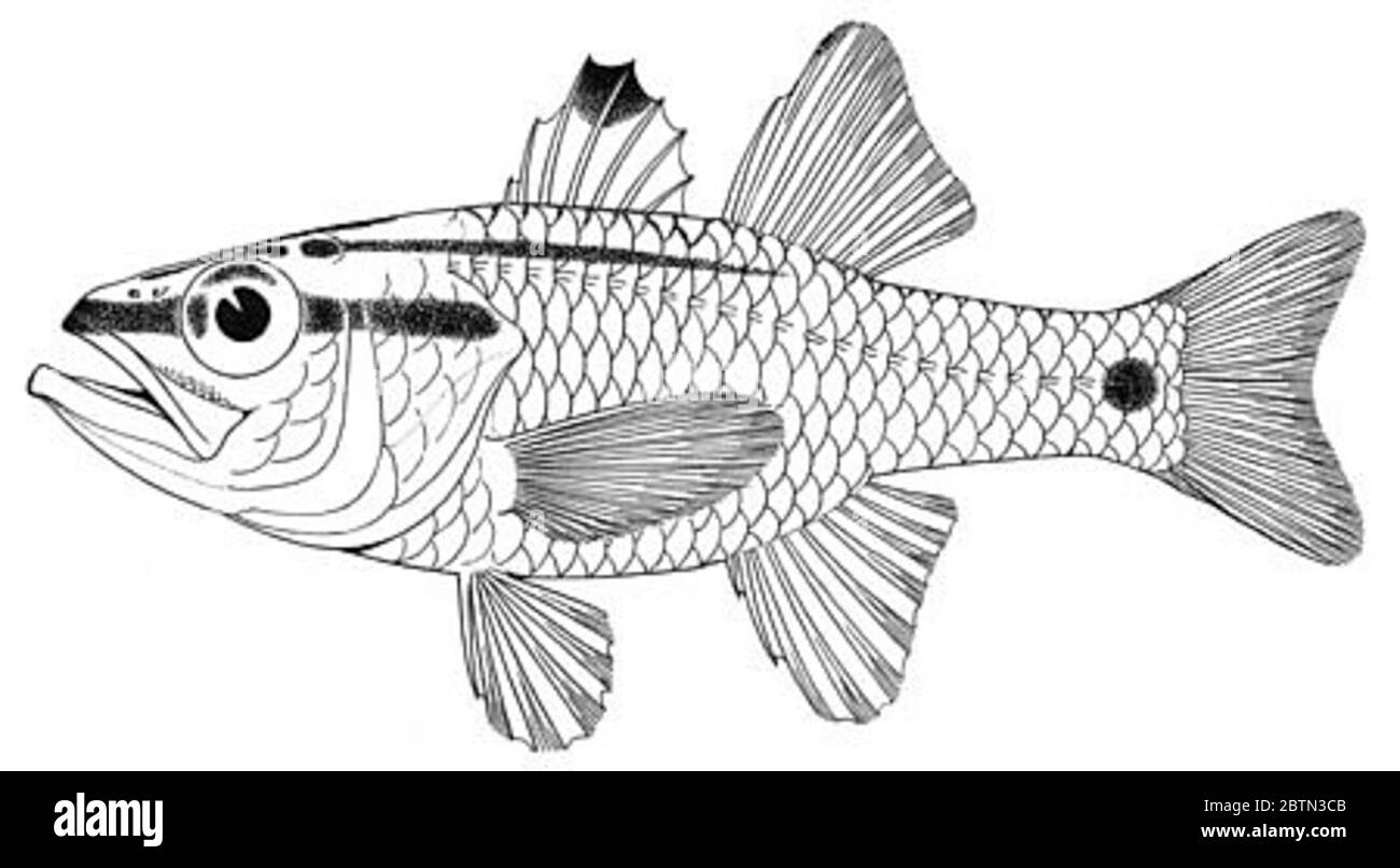 Ostorhinchus semilineatus. 2 octobre 20184 Banque D'Images