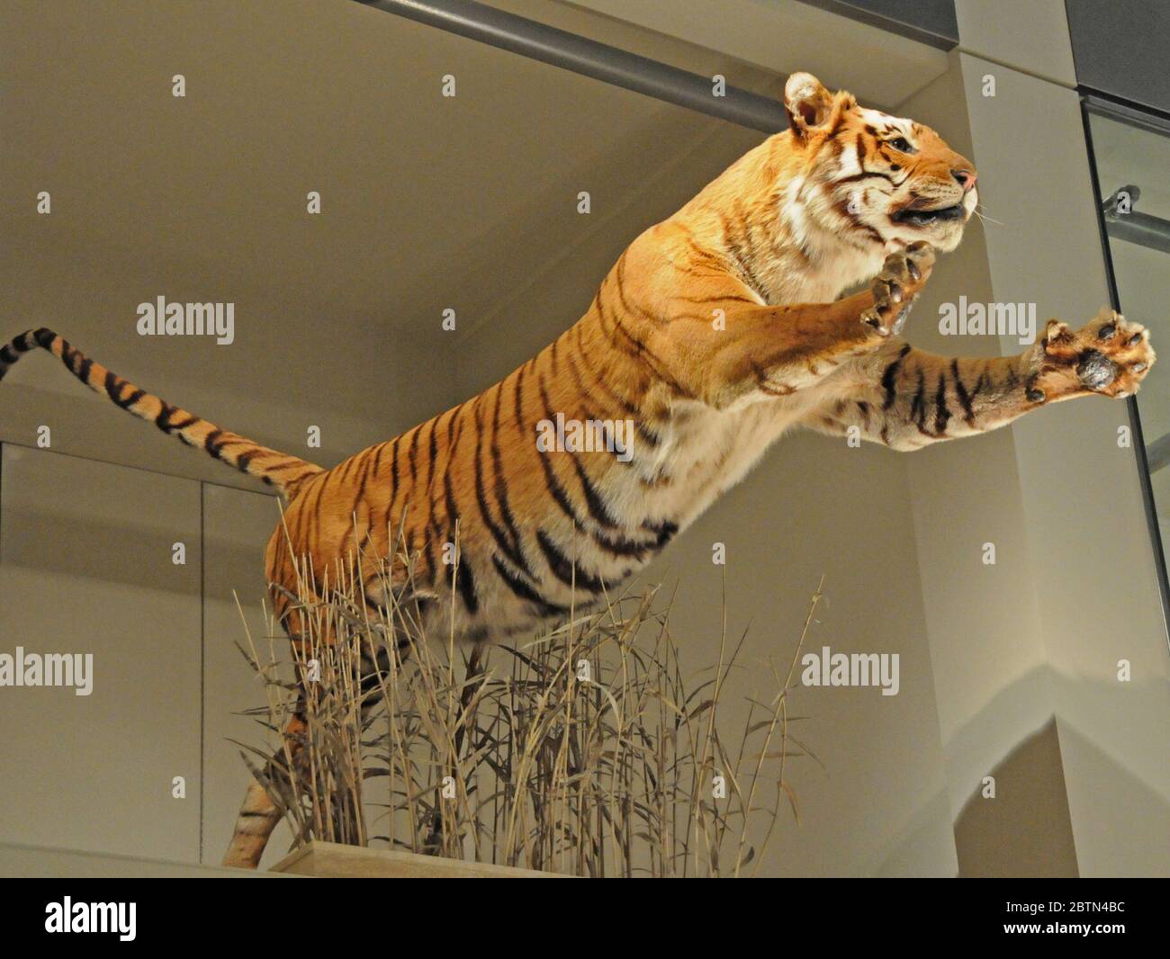 Panthera tigris tigris. 14 mars 20201 Banque D'Images