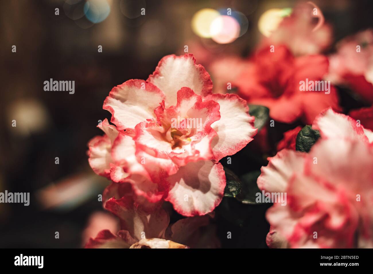 Rhododendron variégé dans un arrangement Banque D'Images