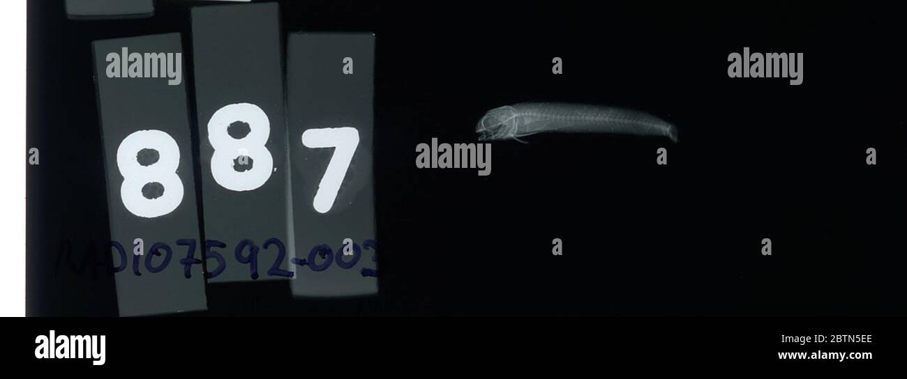 Petroscirtes. 1er mai 20191 Banque D'Images