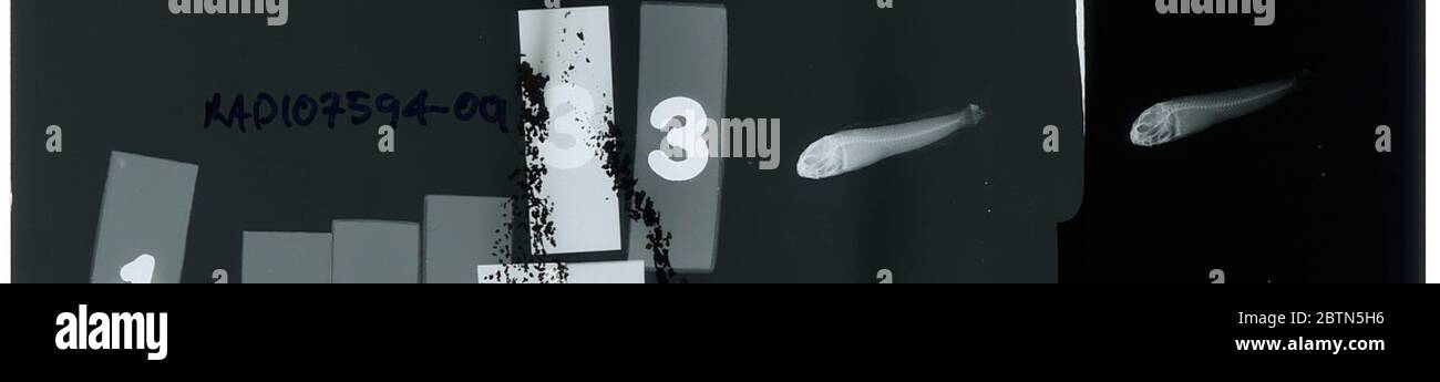 Petroscirtes. 1er mai 20191 Banque D'Images