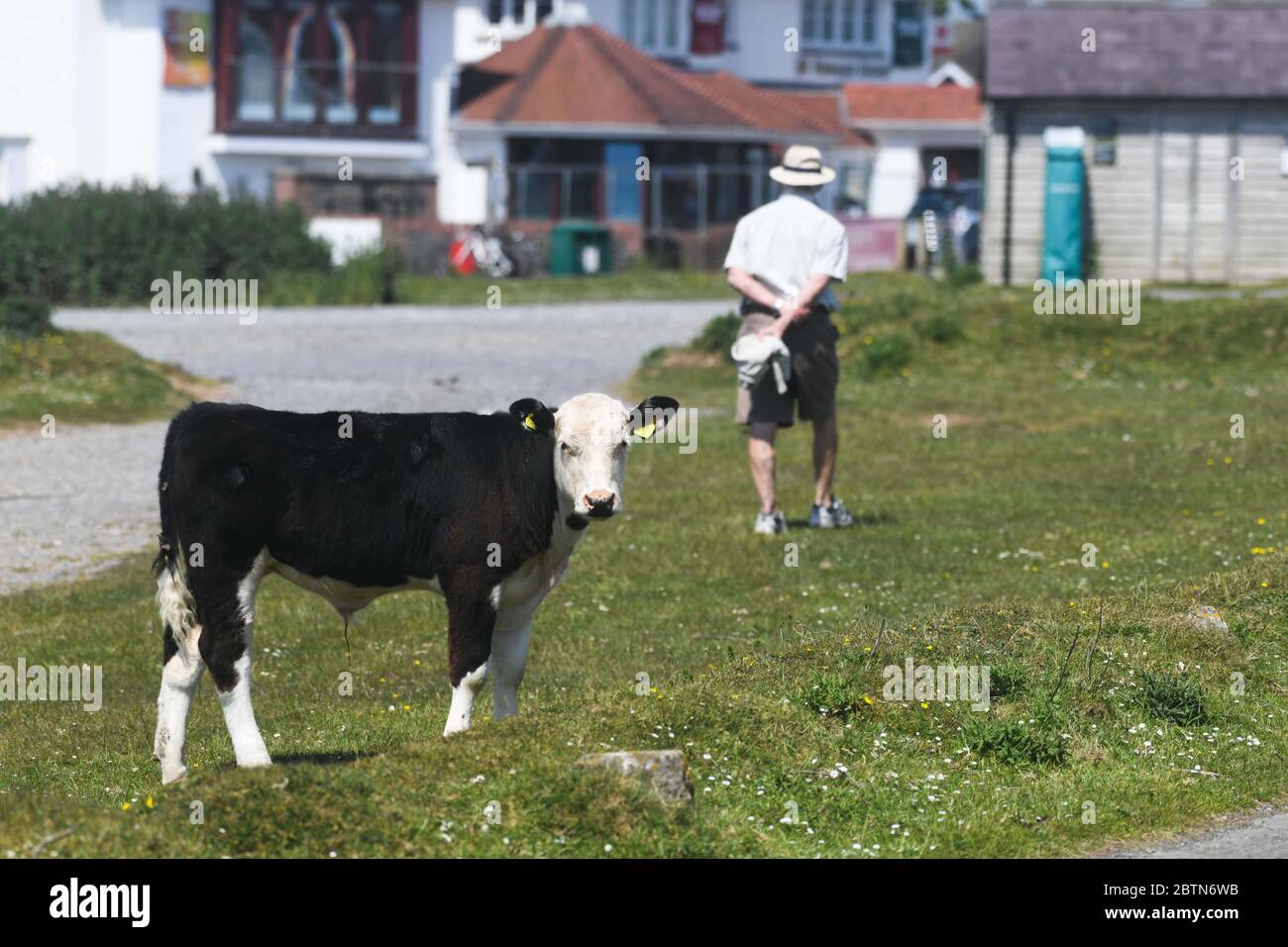 Swansea, pays de Galles, Royaume-Uni. 27 mai 2020. Le village normalement occupé de Southgate sur la péninsule de Gower dans le sud du pays de Galles a été pris en charge de vaches. Le troupeau, qui sont des habitués dans le village, sont en train de tirer le meilleur parti de la période de confinement plus calme, comme local conseille aux gens de rester loin. Les animaux apprécient les rues, le magnifique parcours de golf et les chemins en bord de mer. Gower, le premier Area of Outstanding Natural Beauty au Royaume-Uni, serait normalement plein de touristes à l'un des jours les plus chauds de l'année au pays de Galles et au Royaume-Uni. Crédit : Robert Melen/Alay Live News. Banque D'Images