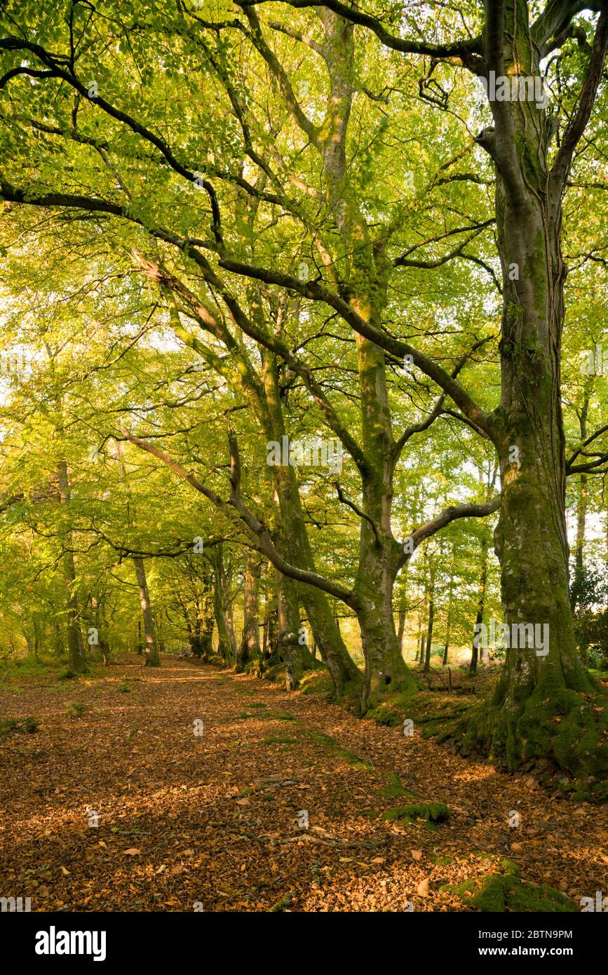 Matin automne lumière du soleil dans une forêt à feuilles caduques à Crook Horn Hill dans le parc national d'Exmoor, Somerset, Angleterre. Banque D'Images